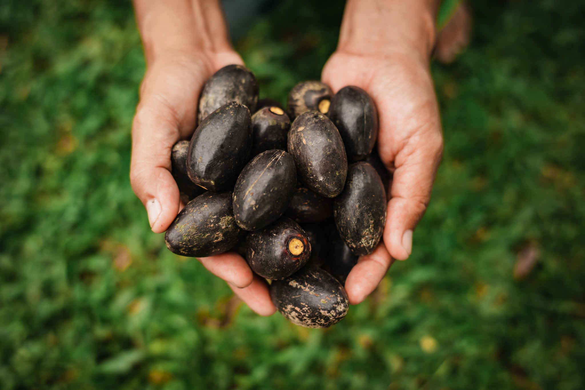 FROM THE FORESTS OF BICOL TO THE PAGES OF FORBES