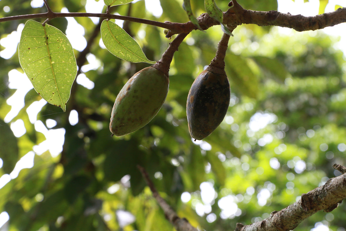 About Us – Pili Ani PH